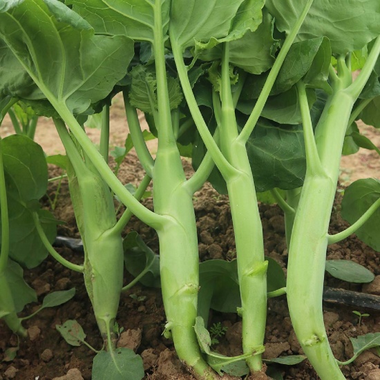 Cải ngồng thiên nhiên của nông dân